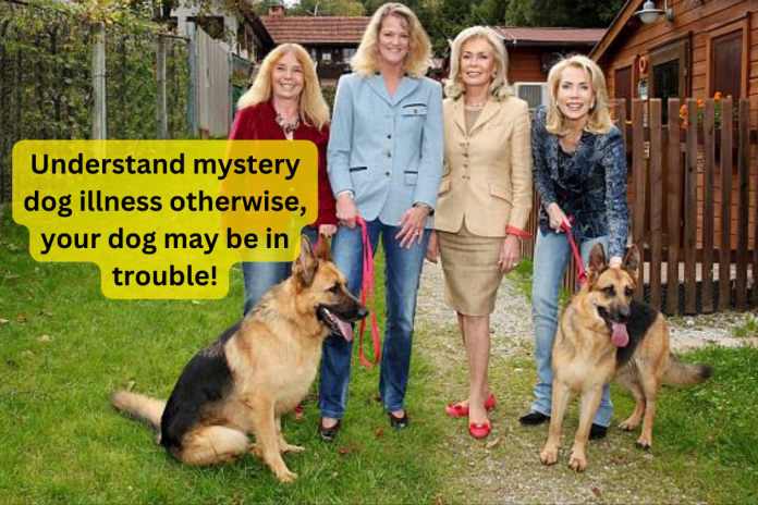 Understand mystery dog illness otherwise, your dog may be in trouble!